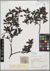 Foto von Salix myrsinifolia Salisb.